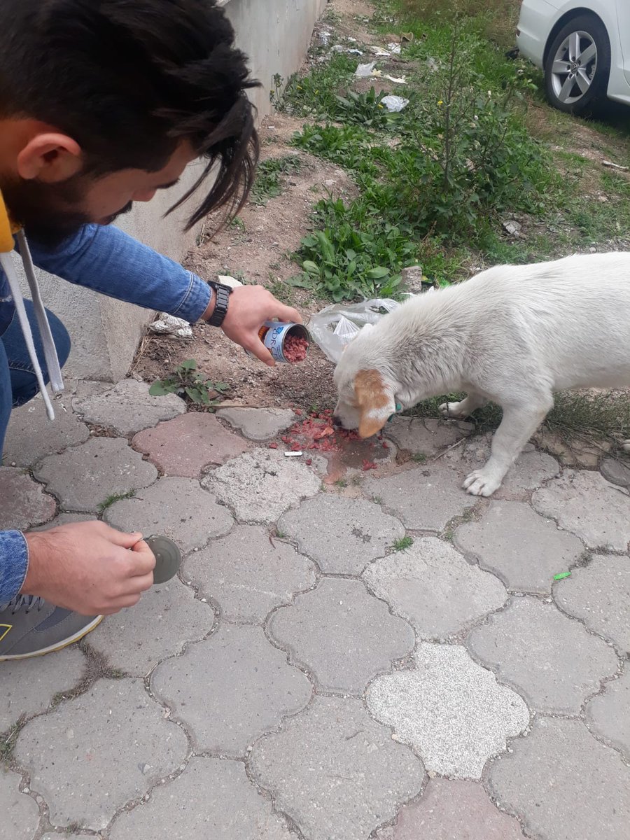 BAL_TOG's tweet photo. Mutlu patiler projemiz ile sokaktaki dostalarımızı aç bırakmadık🤗🎈 https://t.co/LQZR9xv1za
