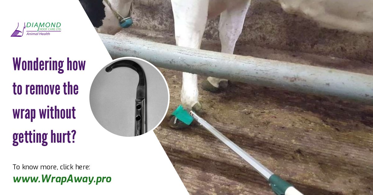 DiamondHoofCare's tweet photo. WrapAway, the easy and simple way to safely remove wraps from your cow’s hooves!
Order today to get the BLACK FRIDAY OFFER! Visit https://t.co/yMsBCrz2TG
#AllAboutHooves #happycows #cowcomfort #wrapremover #DairyKnow https://t.co/Mba4NwWUMw
