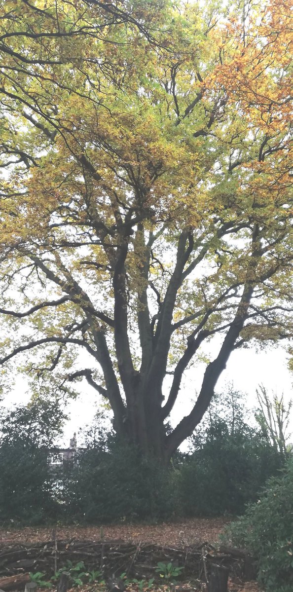 This mighty #englishoak has stood in our woodlands for over 250 years. It's been named the #walpoleoak as it would have been a sapling tree in Horace Walpole's time #NationalTreeWeek #TreeChampion
