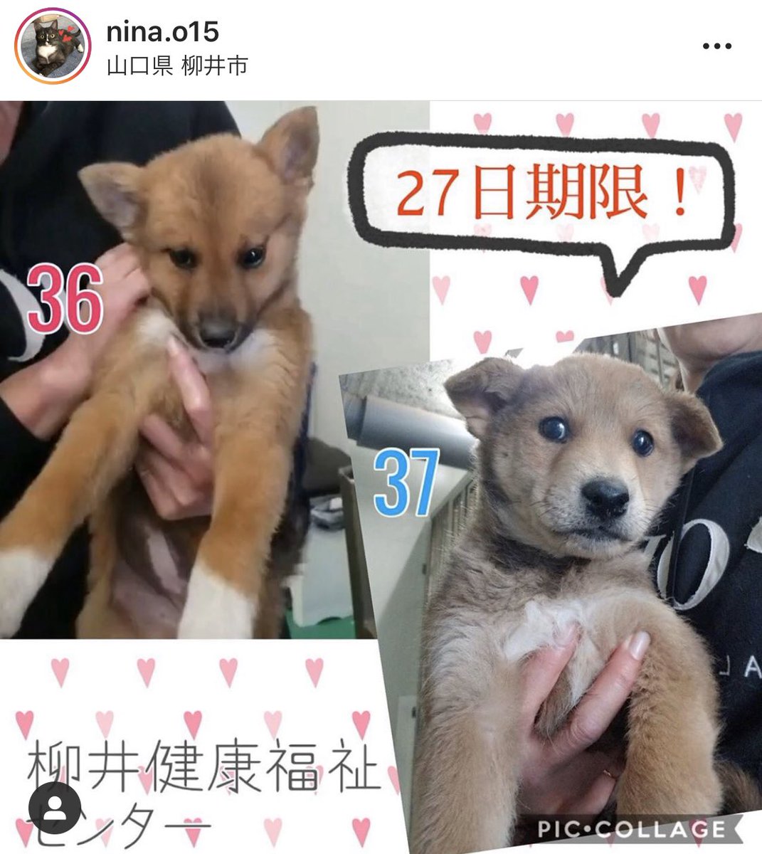 犬の里親募集