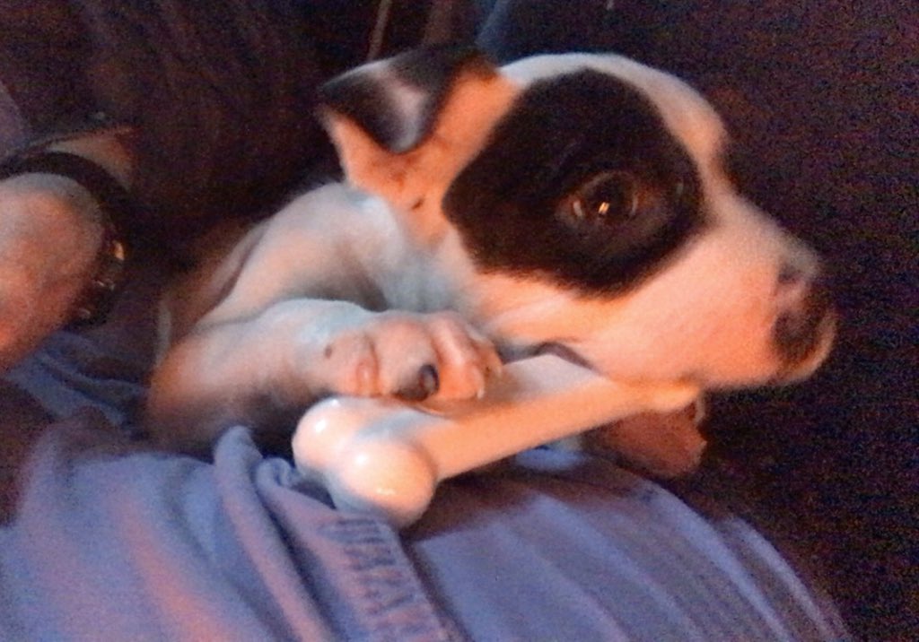 themostpeachy's tweet photo. Hello, it’s been a hot sec. here is my puppy being very happy about being given a bone https://t.co/GvRri5gMzB