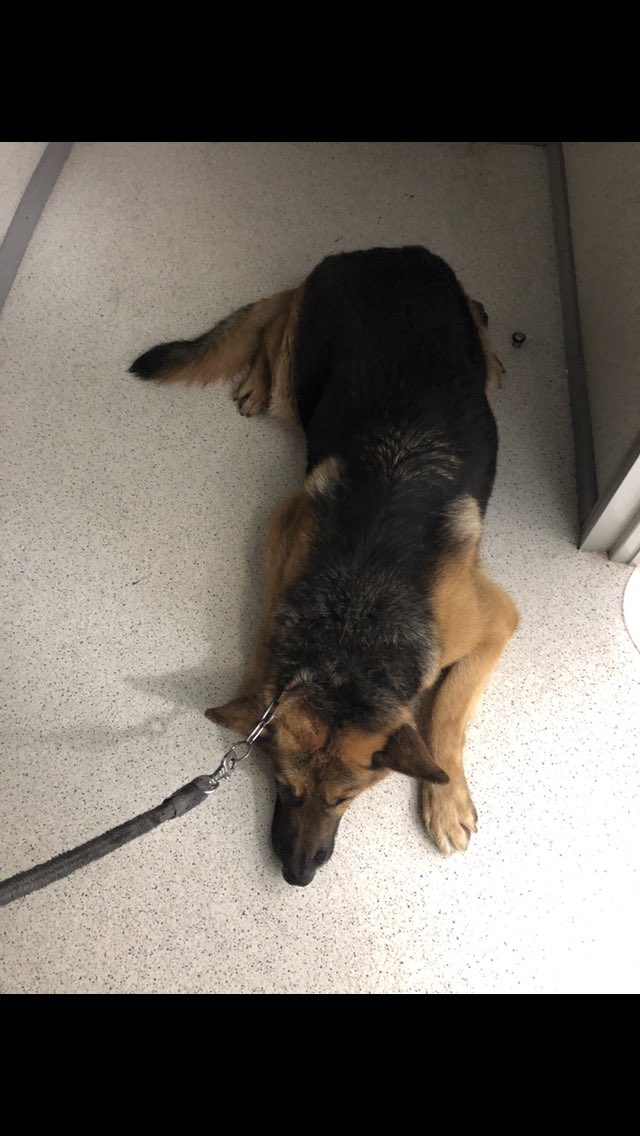 FlanaganMcPhee's tweet photo. Hoy es un día triste. Voy de camino a despedirme de Rey, el perro de la familia durante los últimos 10 años (casi 11). No le responden las patas traseras y los veterinarios nos han recomendado que no le hagamos sufrir más. Buen viaje, Rey. Dale recuerdos a Nooka. https://t.co/on6uoF2m4N