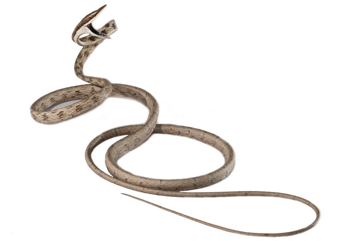 cienciapuce's tweet photo. Los #reptiles del #Ecuador en la #BIOWEB
Encuentra en este artículo las características de la base de datos más importante del país para el estudio de reptiles. 
#conservación #biodiversidad 

https://t.co/jPwHayqOHj

https://t.co/sJ8WSArB06 https://t.co/10vKtW2YRX