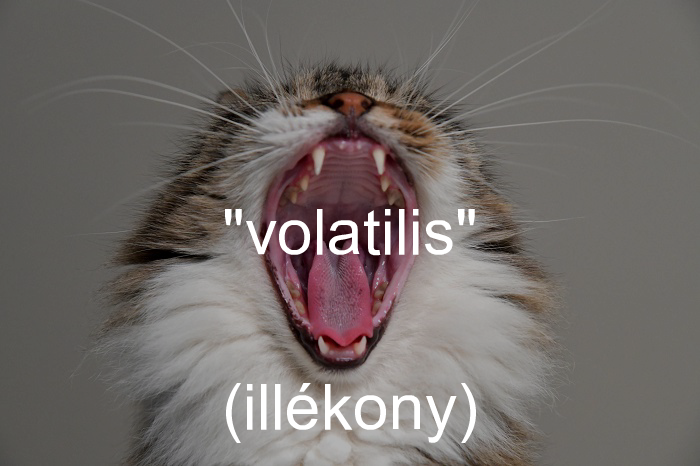 Magyarizált szavak és kifejezések (@magyarizalt) on Twitter photo 