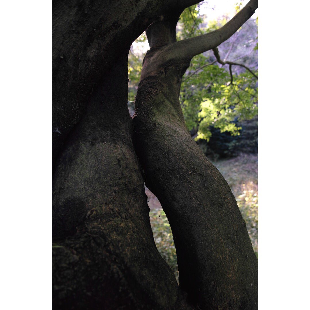 Miroku0310Rose's tweet image. 三日月は三角に笑ってた
#三日月は三角に笑ってた
#dpmerrill