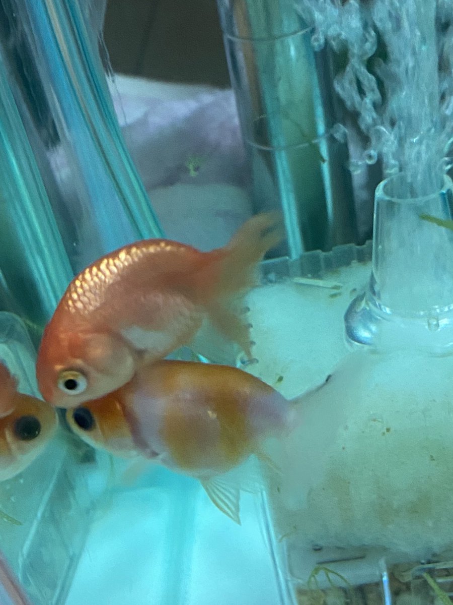 しぃちゃん アクアリウム 治療中獅子丸とりんちゃん なにもそんなにくっつかなくても W 桜錦のりんちゃん明日 か明後日 退院したら獅子丸さみしくなるね 仲良し金魚 ライオンヘッドと桜錦 しぃちゃん アクアリウム 治療中獅子丸とりんちゃん なにもそんなにくっつかなくても W 桜錦のりんちゃん明日 か明後日 退院したら獅子丸さみしくなるね 仲良し金魚 ライオンヘッドと桜錦
