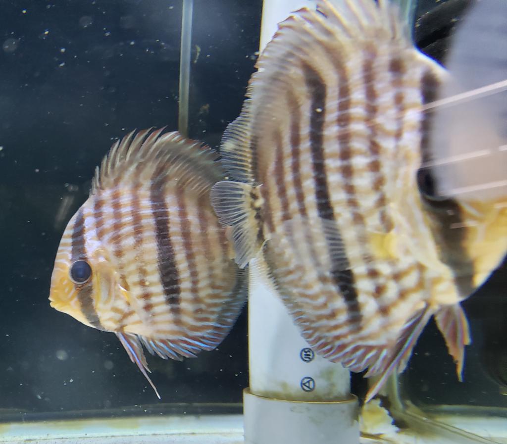 ヘッケル Twitter Search