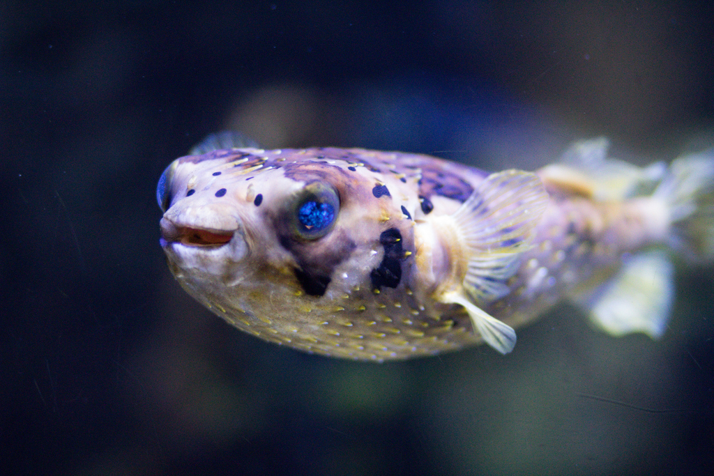 Nashville Zoo tweet media