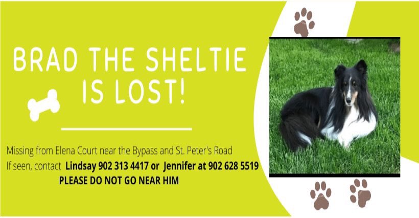 ChtownPolice's tweet photo. Lost dog - black and white Sheltie named Brad. Last seen in the Sherwood area. If spotted, call Jennifer at 902-628-5519. Help get Brad home! https://t.co/2QsF7l5Bjv
