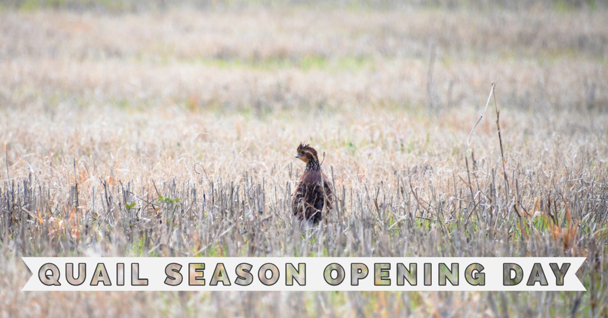 SCDNR's tweet image. Quail season for guns and dogs is here! Are you getting out in the field today?

#HuntSC #scdnr #LifesBetterOutdoors