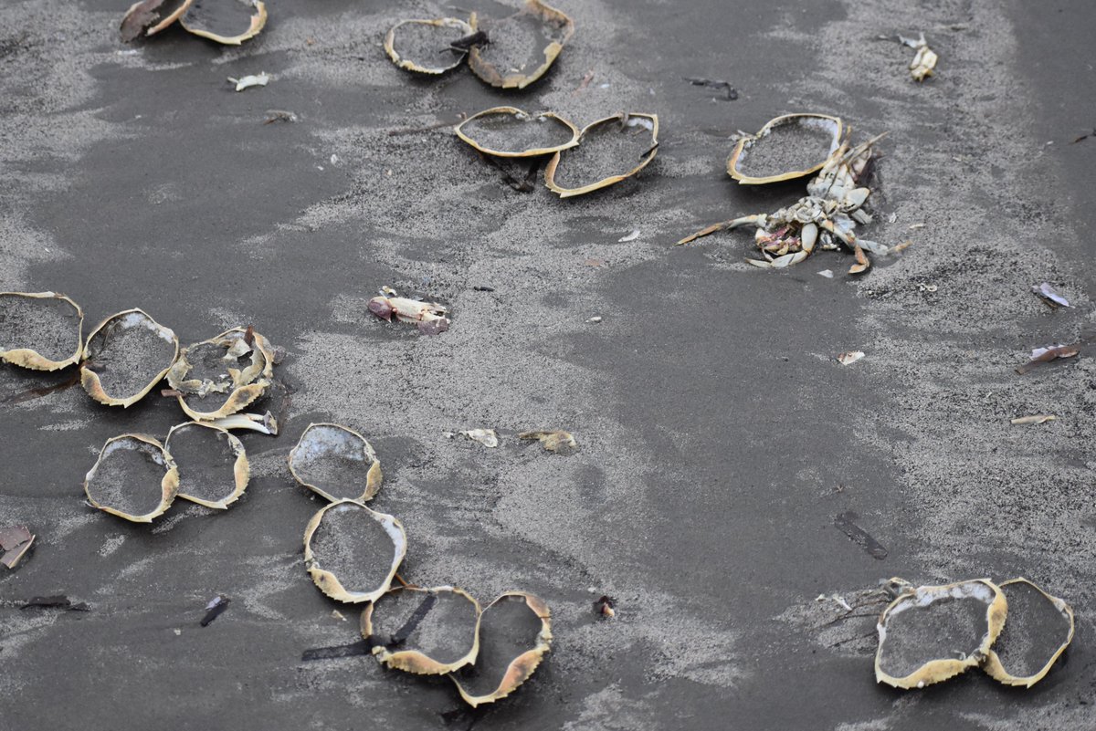 Copalis_Beach's tweet photo. #CopalisBeach #nature #crabshells #naturephotography #WashingtonCoast https://t.co/WCmfEPVKoc