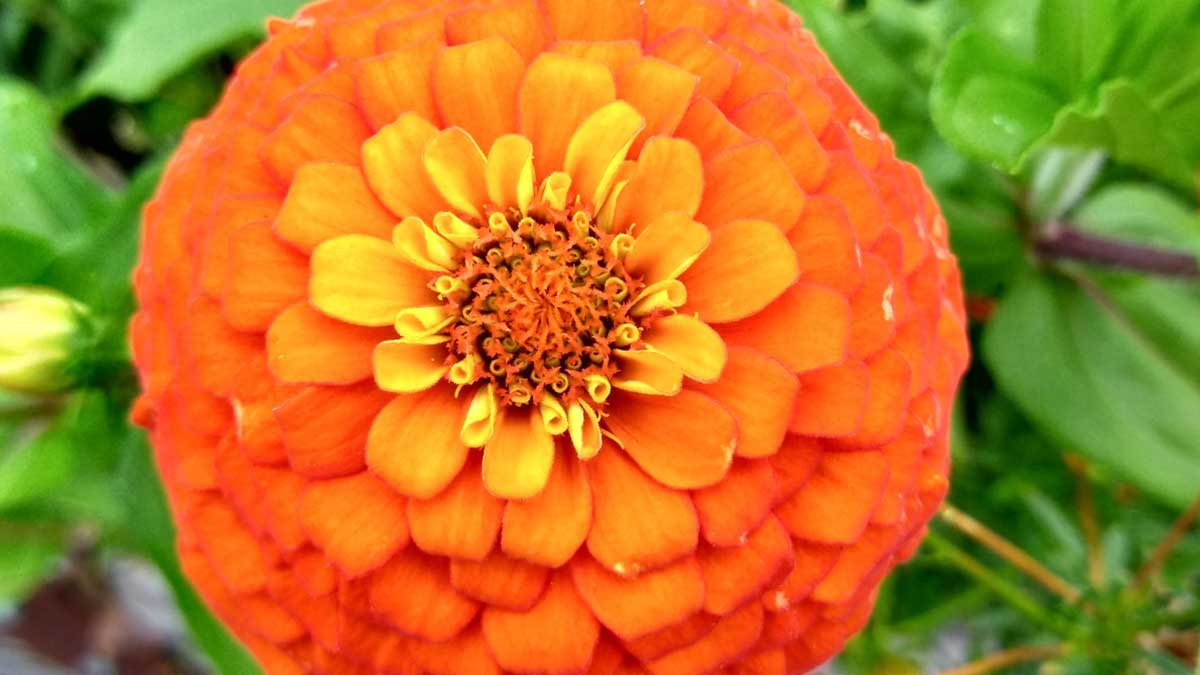 verticalscreen's tweet image. Happy Monday all!  I know it's always rough at the start but at least for most of us it will be a short work week and we can spend some time relaxing!

Check out this gorgeous flower from one of our employee's garden beds!  🧡