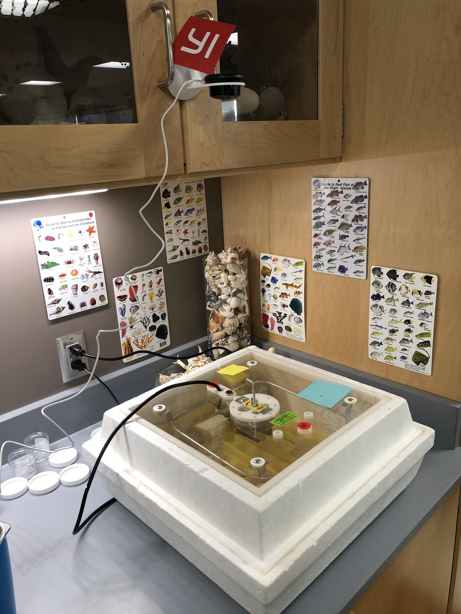 hm_innovation's tweet photo. Our chicks are getting ready to hatch! To make sure students get to see it happen, even over the Thanksgiving Break, we have installed a baby monitor camera that sends motion alerts directy to students’ phones! #edchat #edtech @YITechnology https://t.co/7Jhf4qRQu1