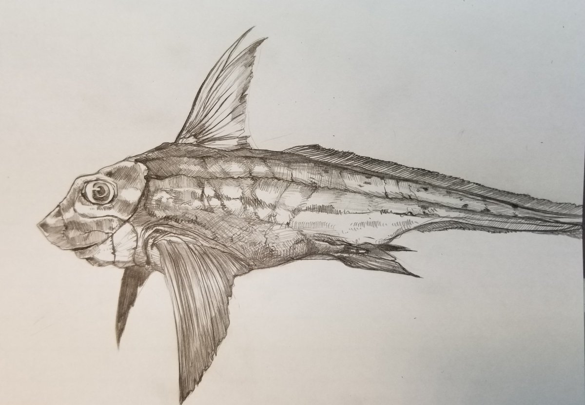 みんなで魚を描こうの会 Ver 2 No Twitter ご参加ありがとうございました ギンザメ 精密な線画が本当に素晴らしいです 大きく見開いた目と フランケンのような頭部側線系が最高にカッコいいですね 胸ヒレ付け根の肉感も好きです