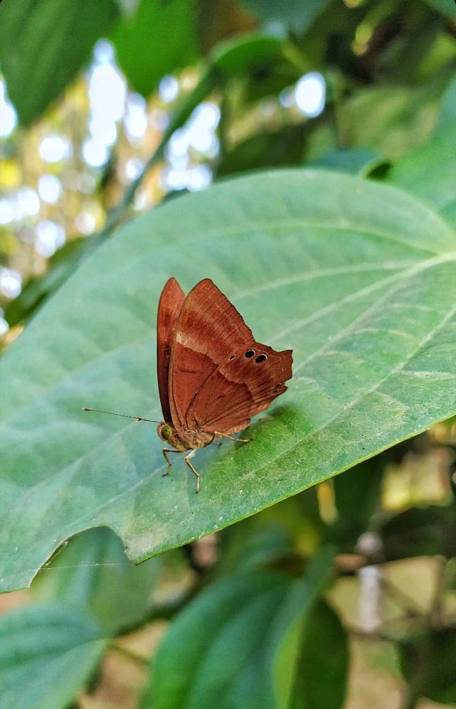 rajath26649540's tweet image. He is the guest of our house😍
#shotonrealme5pro
#64mpquadcamera
@realmemobiles 
@MadhavSheth1 
@realmecareIN