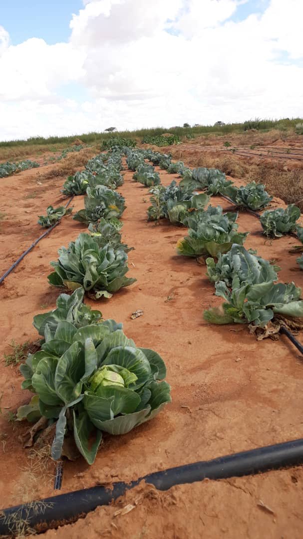 ADOSomalia's tweet photo. #ADO receiving funds from the Development Fund of Norway and NORAD managed to introduce smart agricultural practices and dry land farming techniques to #Gatiitalay farmers using drip irrigation technologies. This brought in postive impact to livelihoods of these farmers. https://t.co/ujAcLmDWU5