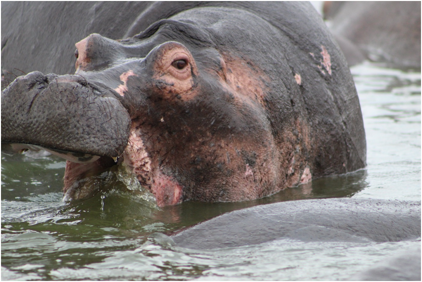 The water horse, commonly known as the #Hippopotamus is one of the most aggressive creatures in the world. 
#uganda #ugandasafari #ugandasafaritours #ugandawildlife #hippo #uganda_nature #safarinature #GorillasHomelandSafari #safariinuganda #ugandawildlifesafari