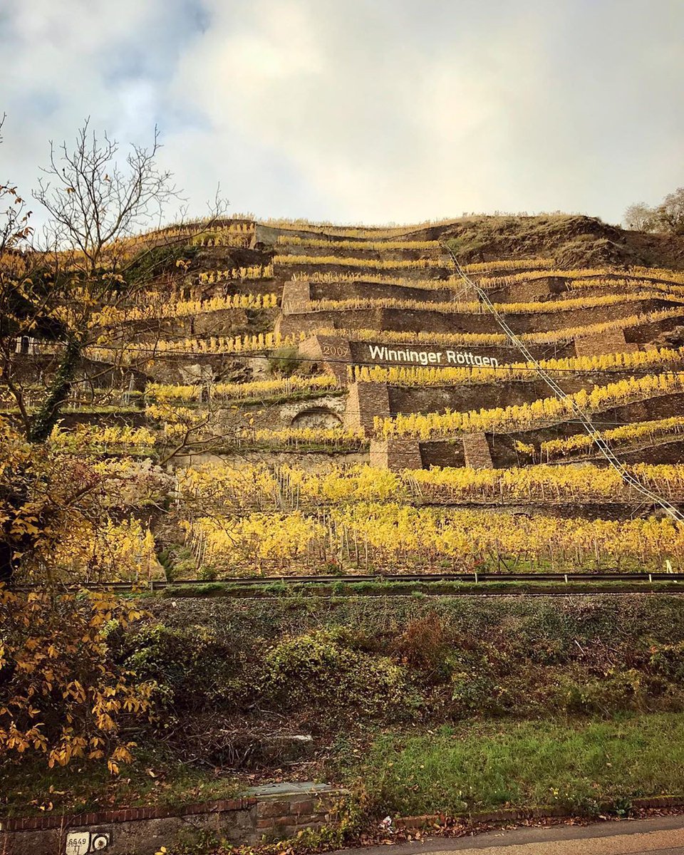 Stunning shot by @heroesofriesling of the beautiful terraces of Moselle 👏😍🌟