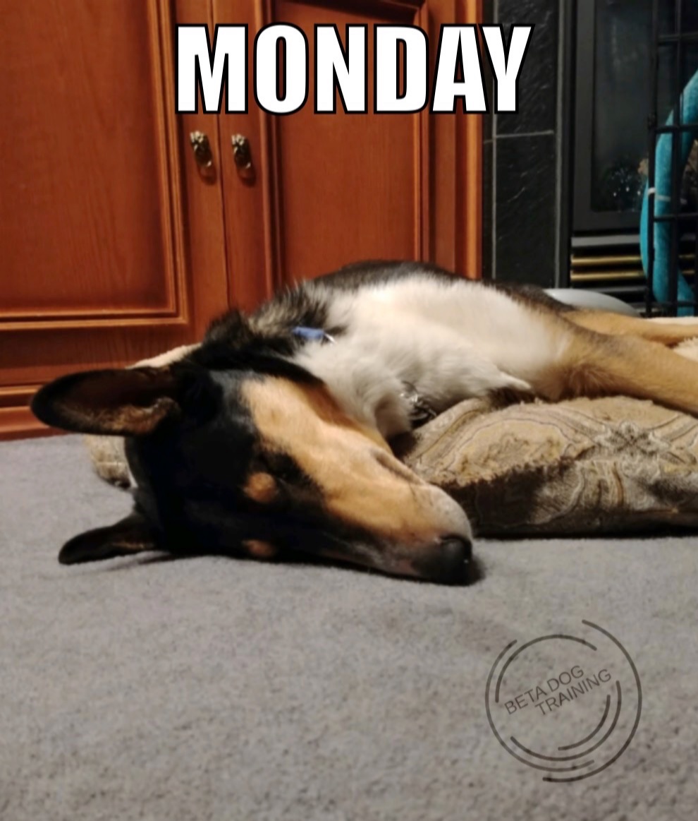 BetaTrainsDogs's tweet photo. Monday......it's not for everyone. #betadogtraining #dogtraining #dogsofinstagram #dogsoftwitter #snooze #monday #mondayssuck #nope #shepherdmix #shepherdx #yegdogtrainer #yegdogs #yegsmallbusiness https://t.co/TBF3Y0COBK