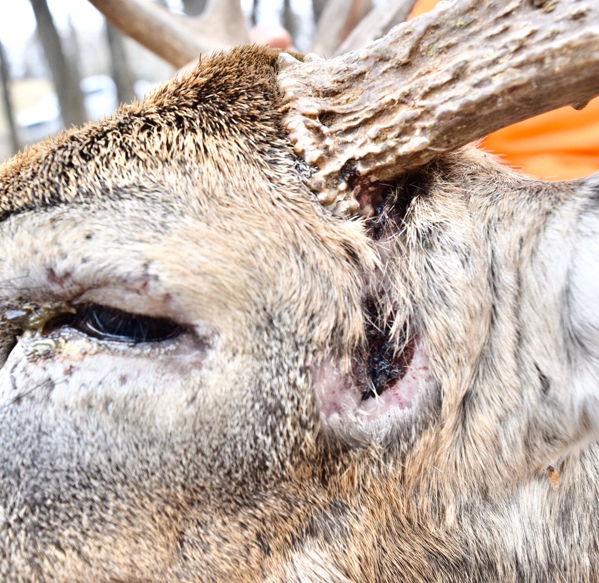 Yeeeouchhh! No wonder so many bucks die after fighting. Look at this gash. #buckfight #deerhunter #whitetail #tenbuckcamo #gunseason