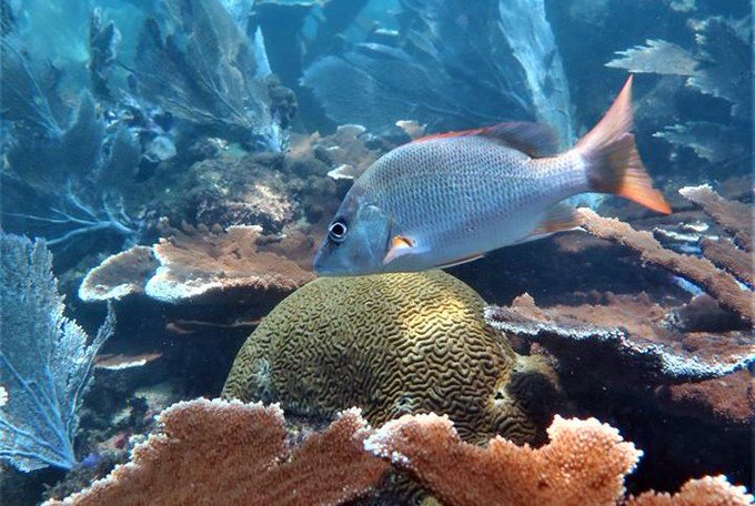 Ver imagen en Twitter