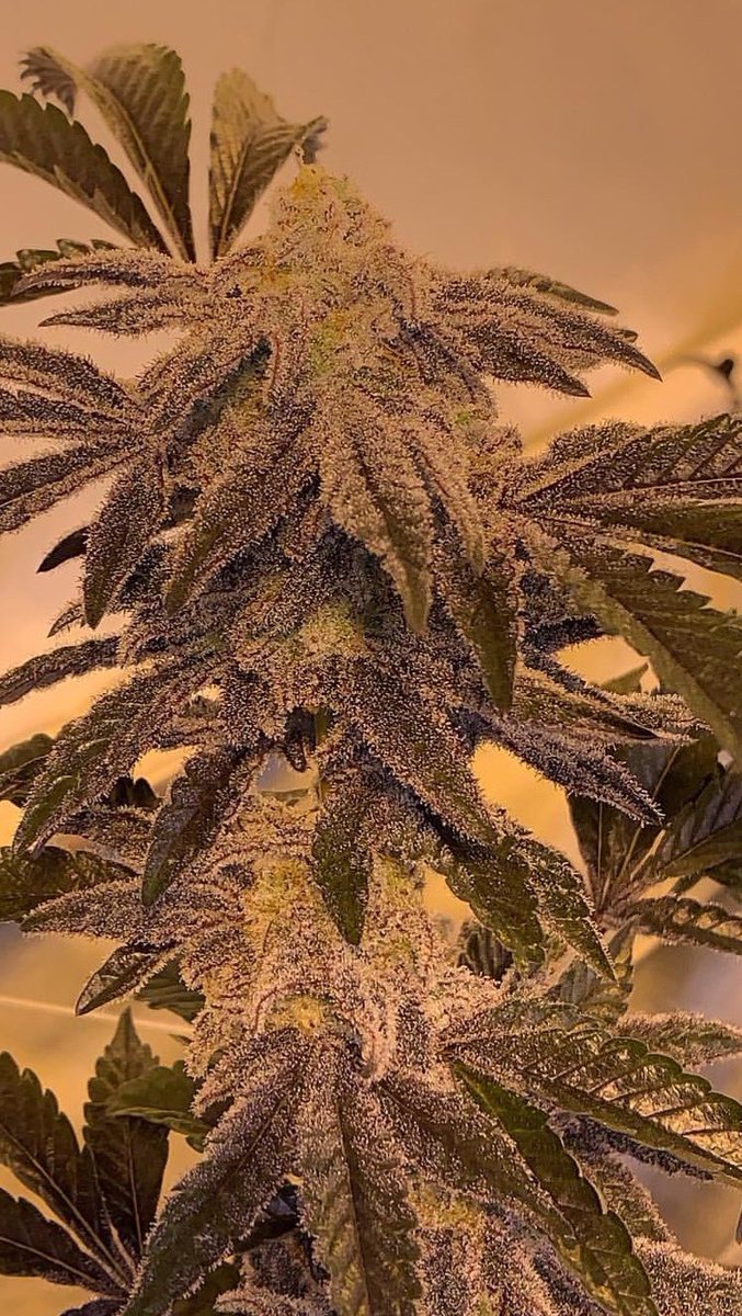 TheTerpHunter's tweet photo. Y’all nibbas love MAC1 but that shit is fufu AF to me..I grew it out once(better than everybody) and I’ll never do it again. #AllHype #AllStalkNoHeads #PumpFakes #Capulator https://t.co/T9AsqVRMnb