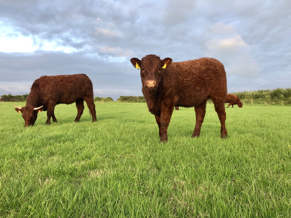 Beguin Daughter (SA4059) at 8 months. Ultimate cow maker. <a href="/progressivegen/">Progressive Genetics</a>  <a href="/SalersCattle1/">Saler Cattle Ire.</a> #TempleboySalers.