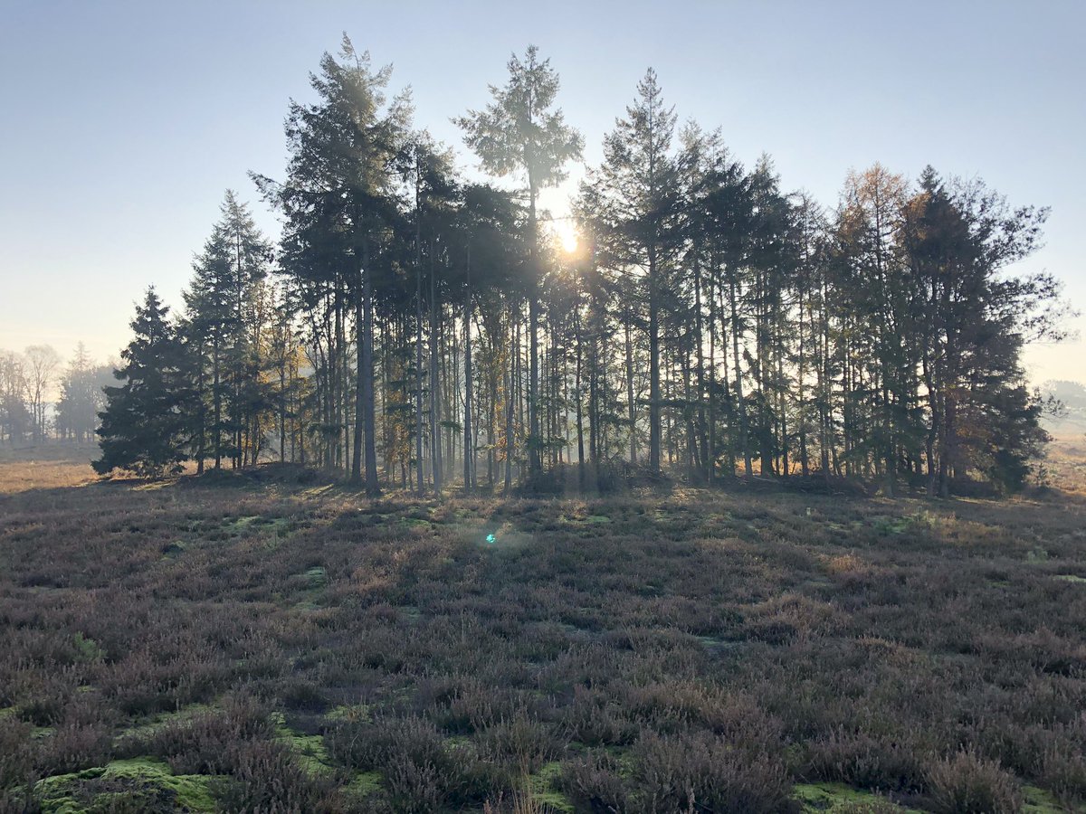 BoswachterFrans's tweet photo. Zo genoten vanochtend #mijnnatuurblijft https://t.co/FjElSdGkud