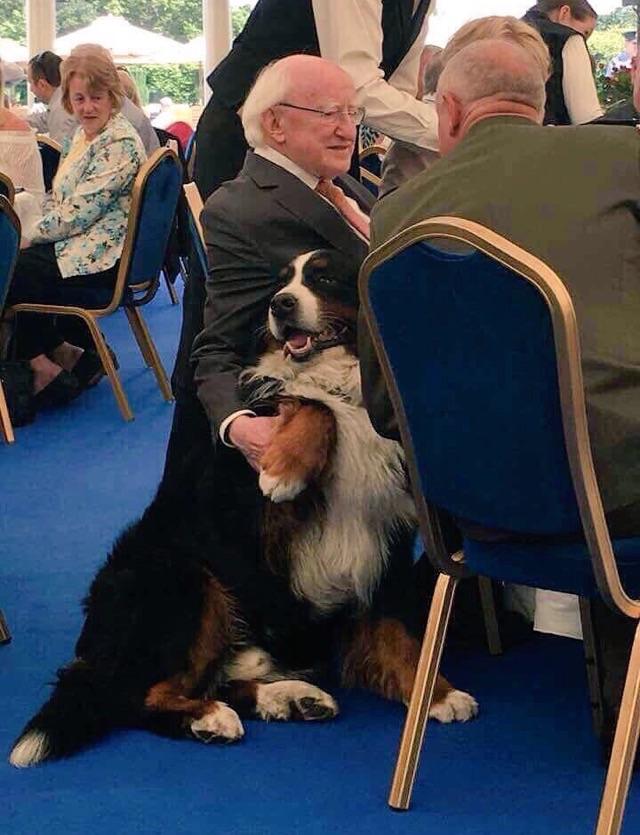 Twitter 上的 Whatfat Hachi スピーチの時も歓談の時も アイルランド大統領マイケル D ヒギンズの愛犬がかわいすぎてなごむ バーニーズマウンテンドッグ 名前はbrod と Sioda 一枚目は今年6月のすべての女性 子供も含む のエンパワーメント 男女平等達成テーマ