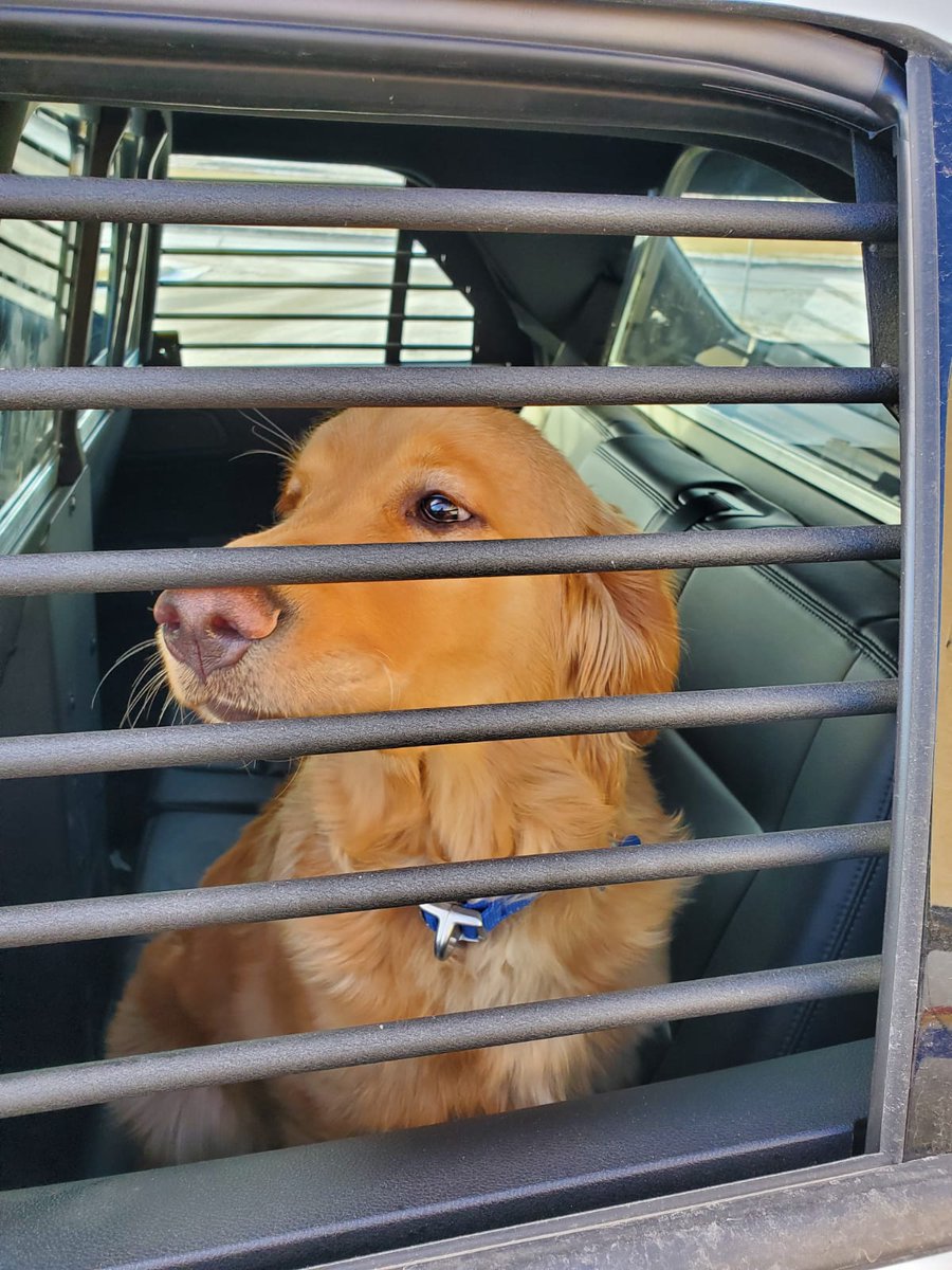 rcmpmb's tweet photo. This poor ‘ol boy was just along for the ride yesterday morning, when his owner was stopped for impaired driving on #MBHwy8. 36yo male driver was arrested, facing charges (he blew 230mg% 2x) &amp; lodged in cells. Vehicle towed &amp; impounded. Pup cared for by animal control. #rcmpmb https://t.co/PPkH7uyDKK