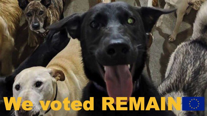 paddydocherty's tweet photo. @brexit_sham 🤓✊🇪🇺 #DogsAgainstBrexit https://t.co/z5COOweDQ9
