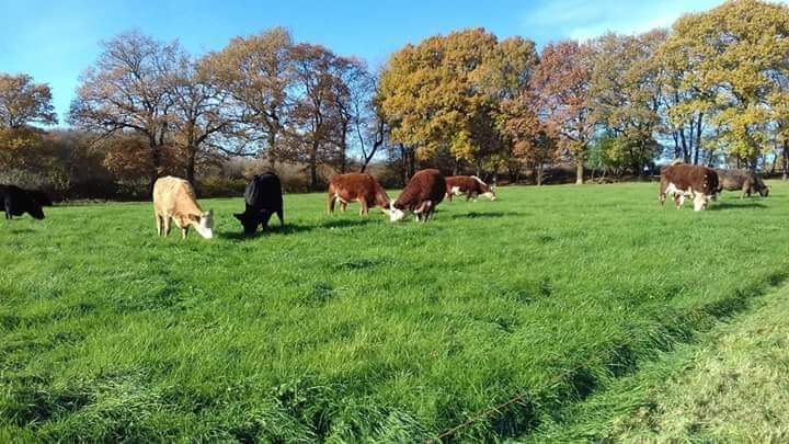 It's said that the very best tasting beef comes from exclusively pasture-fed animals, and that's why the cows at <a href="/BrightleighF/">Brightleigh Farm</a> in Outwood, Surrey are free to roam and graze on grassland for most of the year: localfoodbritain.com/surrey/food/me… 🐮🐮🐮 #pastureforlife