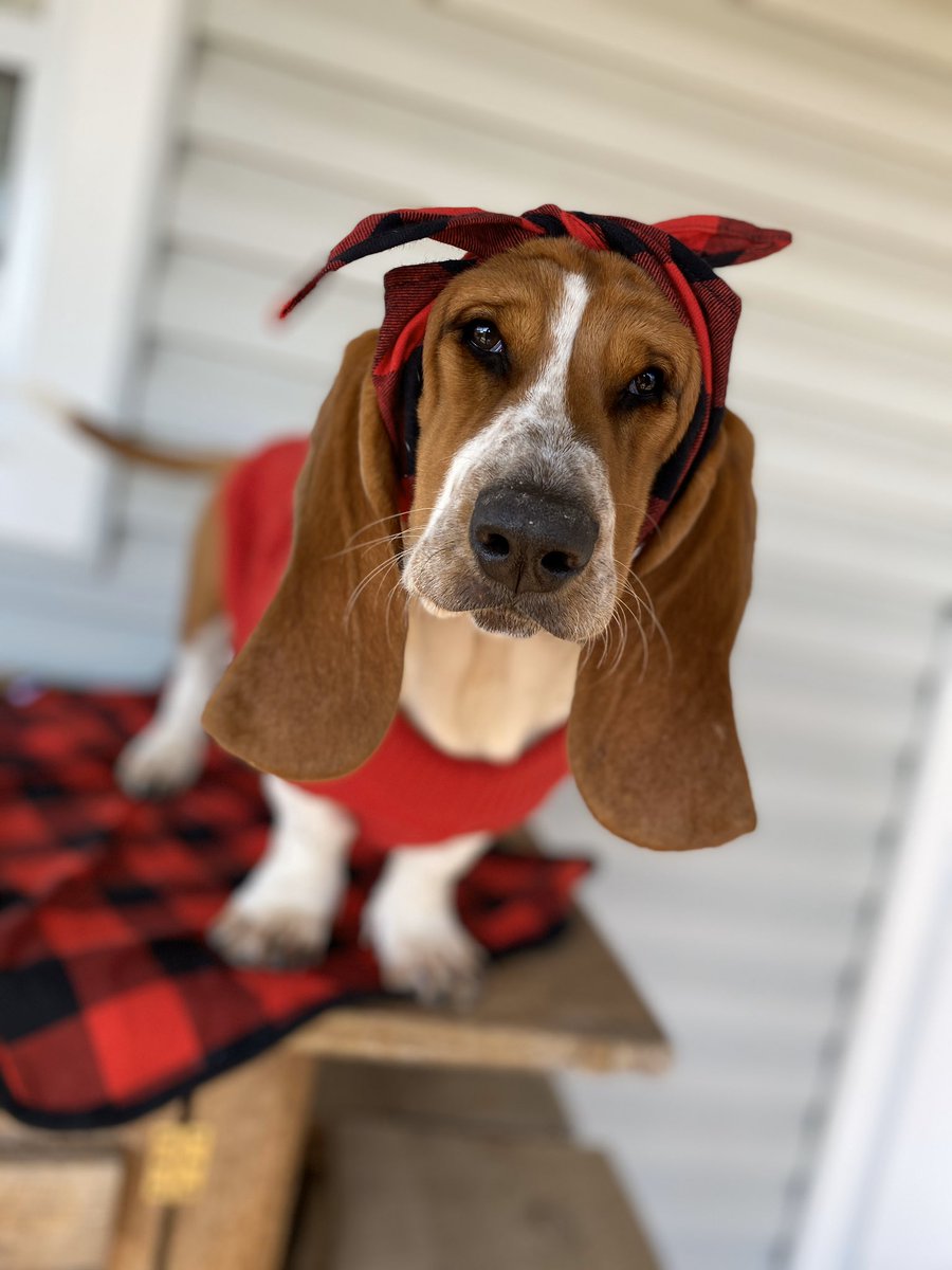 Kelsey_RaeLynn's tweet photo. My little diva is rocking her new outfit 😍
#WillowGrace #BassetHound #ObsessedDogMom https://t.co/njPYwoBDkA