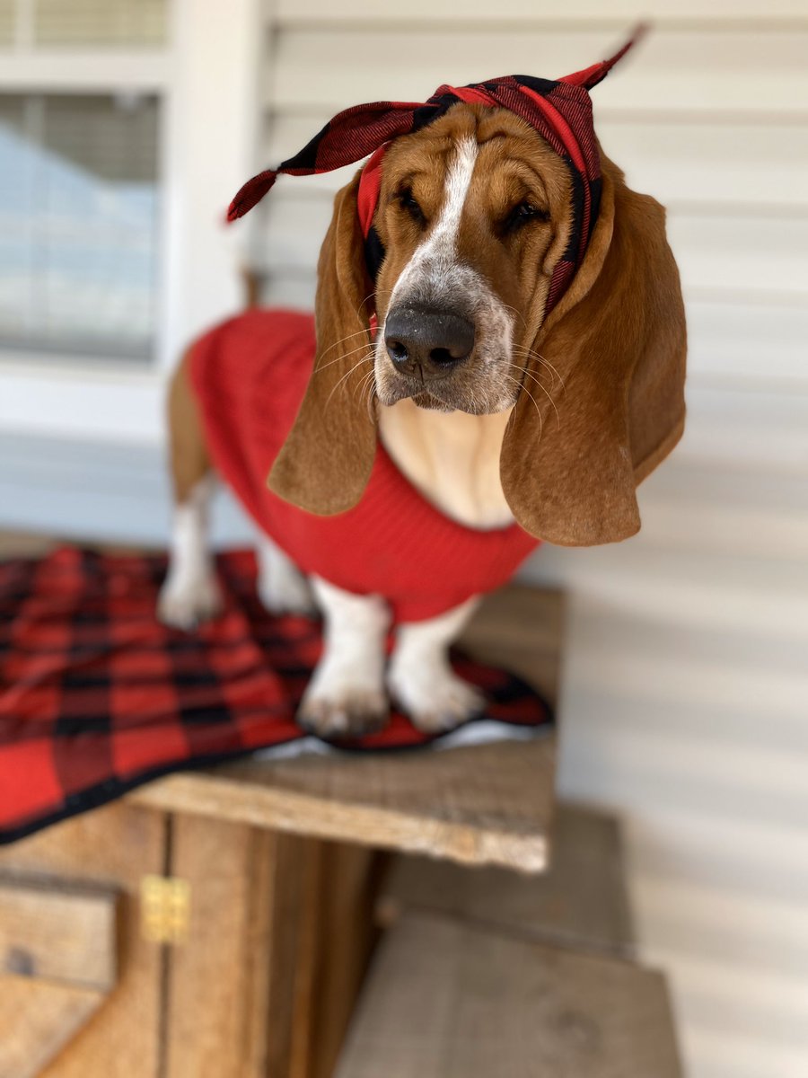 Kelsey_RaeLynn's tweet photo. My little diva is rocking her new outfit 😍
#WillowGrace #BassetHound #ObsessedDogMom https://t.co/njPYwoBDkA