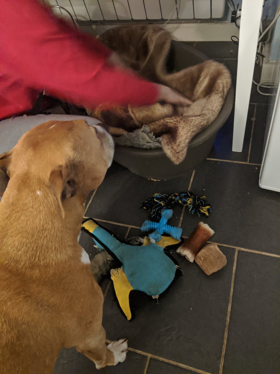 willow_woof's tweet photo. So some princess felt a pea through hundreds of mattresses... I was comfortable in one bed with six toys. I'm still a princess to my mum. #Rescue #Staffie https://t.co/QWKqgQ3XQf