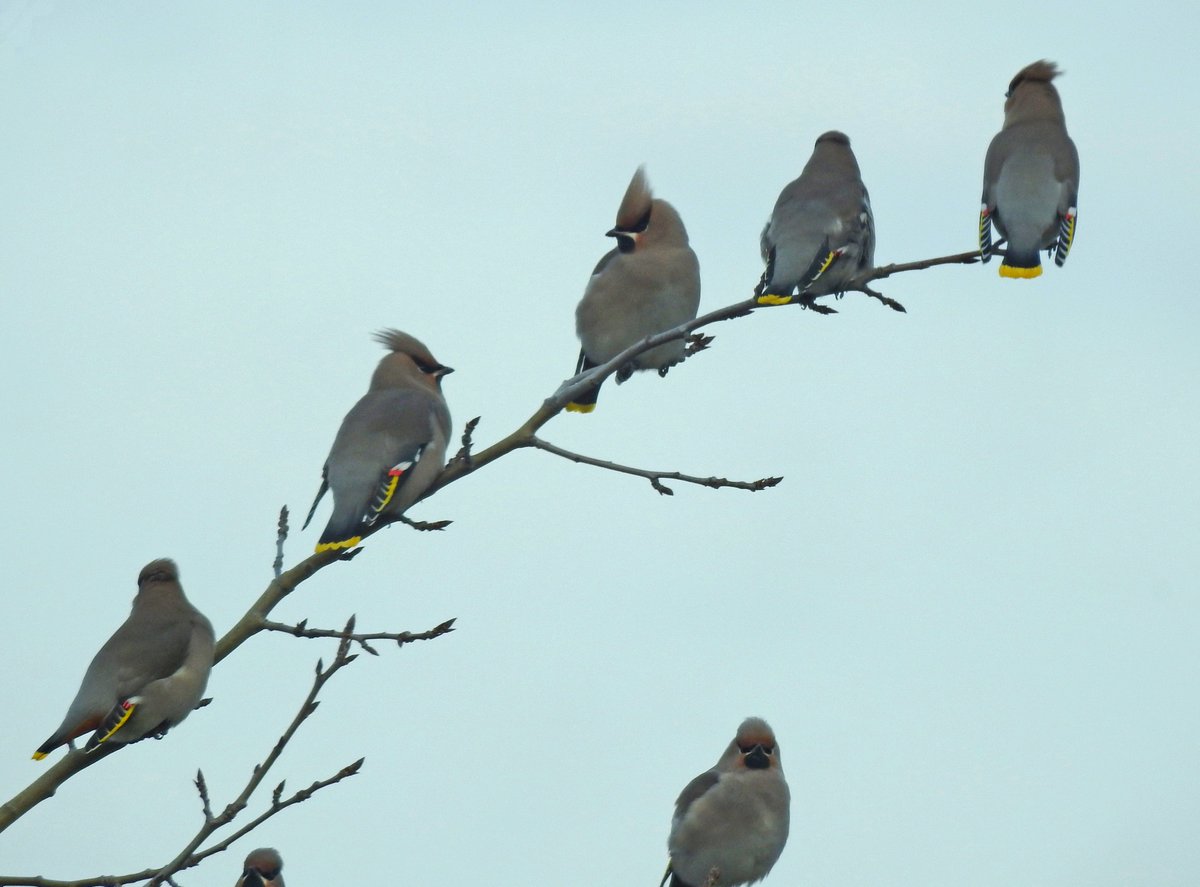 RitvaSavolaine1's tweet photo. Tilhet ruokajonossa 😉 Haavan oksilla niitä oli myös #tilhet #November2019 #haapa #finnishbirds https://t.co/HvFoj4gm22