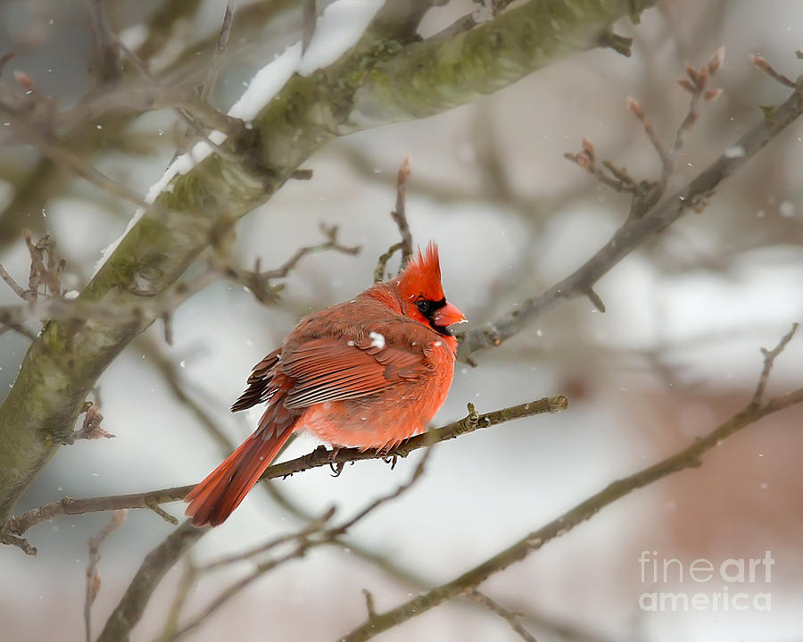 KerriFar's tweet photo. Snowflakes and Mr Red ~ https://t.co/lr7j3qElmm ~ #MaleCardinal #Birds #BirdPhotography #GreetingCards #ChristmasCards #WinterCards #WallArt #CanvasPrints #NewRiverNature https://t.co/wMilFZ9fbE