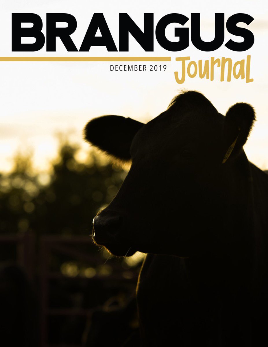 GoBrangus's tweet photo. A Thanksgiving treat :: the new Brangus Journal, December 2019. Click the link below to view online 👇🏼👇🏼👇🏼
https://t.co/GmxZRUHAzu https://t.co/ul2dhpJ1LM