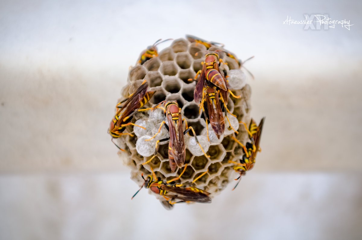 xHaeusslerPhoto's tweet photo. The Hive
#xHPhoto #Hive #Insect #Bug #Wasp #PintoFotografía #ThePhotoHour #Nature #Photography #Fotografía #Insecto #Avispa https://t.co/V79ZcrKGtQ