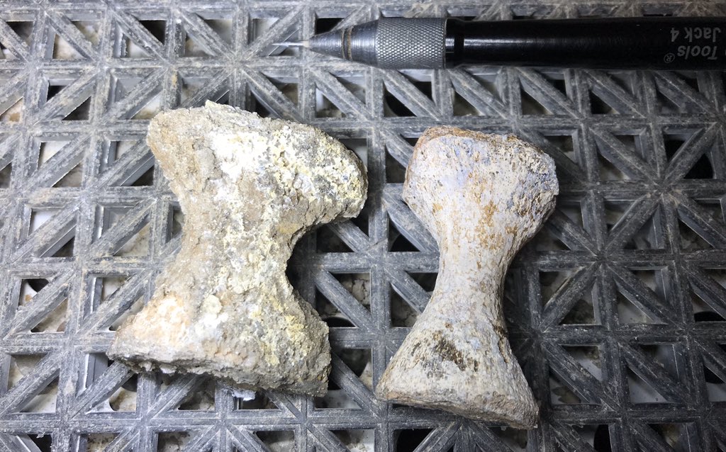 At left: mosasaur flipper bone fresh out of a jacket. At right: flipper bone after some airscribe TLC.