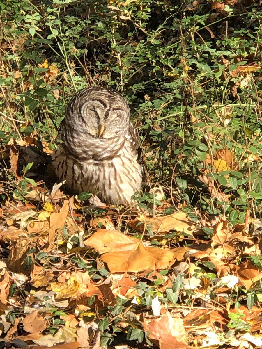 iobjournal's tweet photo. Nothing like spotting an Owl on a mid day lunch walk! Check out our papers on owls and other wildlife @iobopen #owls #biology #biologists #Scientists #science #ecology #morphologists https://t.co/KZvwL7ACDZ