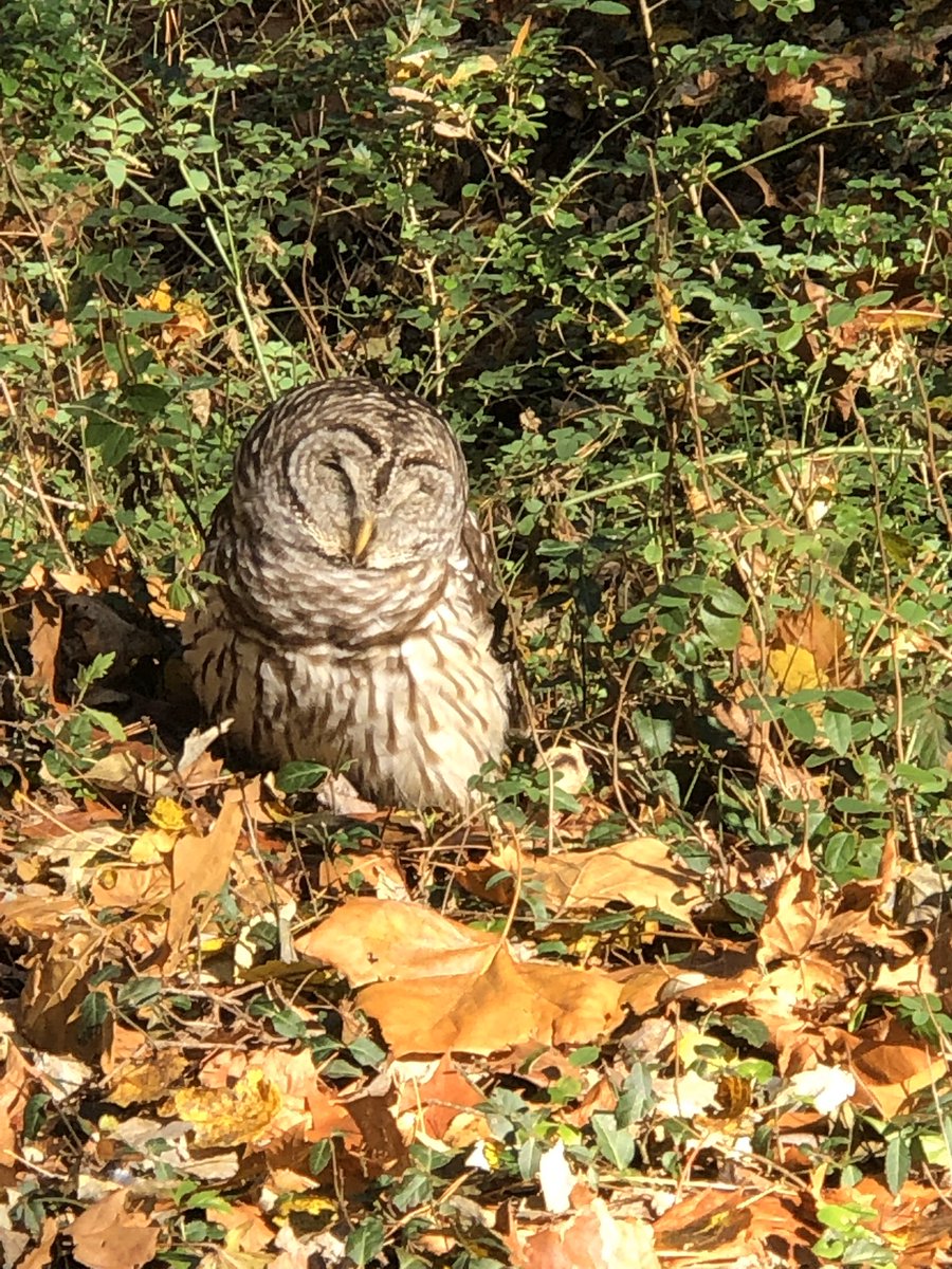 iobjournal's tweet photo. Nothing like spotting an Owl on a mid day lunch walk! Check out our papers on owls and other wildlife @iobopen #owls #biology #biologists #Scientists #science #ecology #morphologists https://t.co/KZvwL7ACDZ