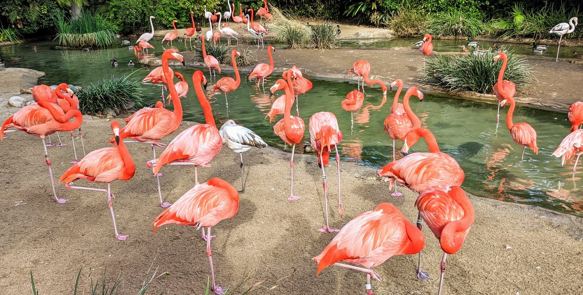 FlamingoFincon's tweet photo. @ptmoney Ahhh, Flaminion #2 has completed his mission.

I hope you are having a good holiday week. I am currently hanging out with friends. https://t.co/4AKqz520uh