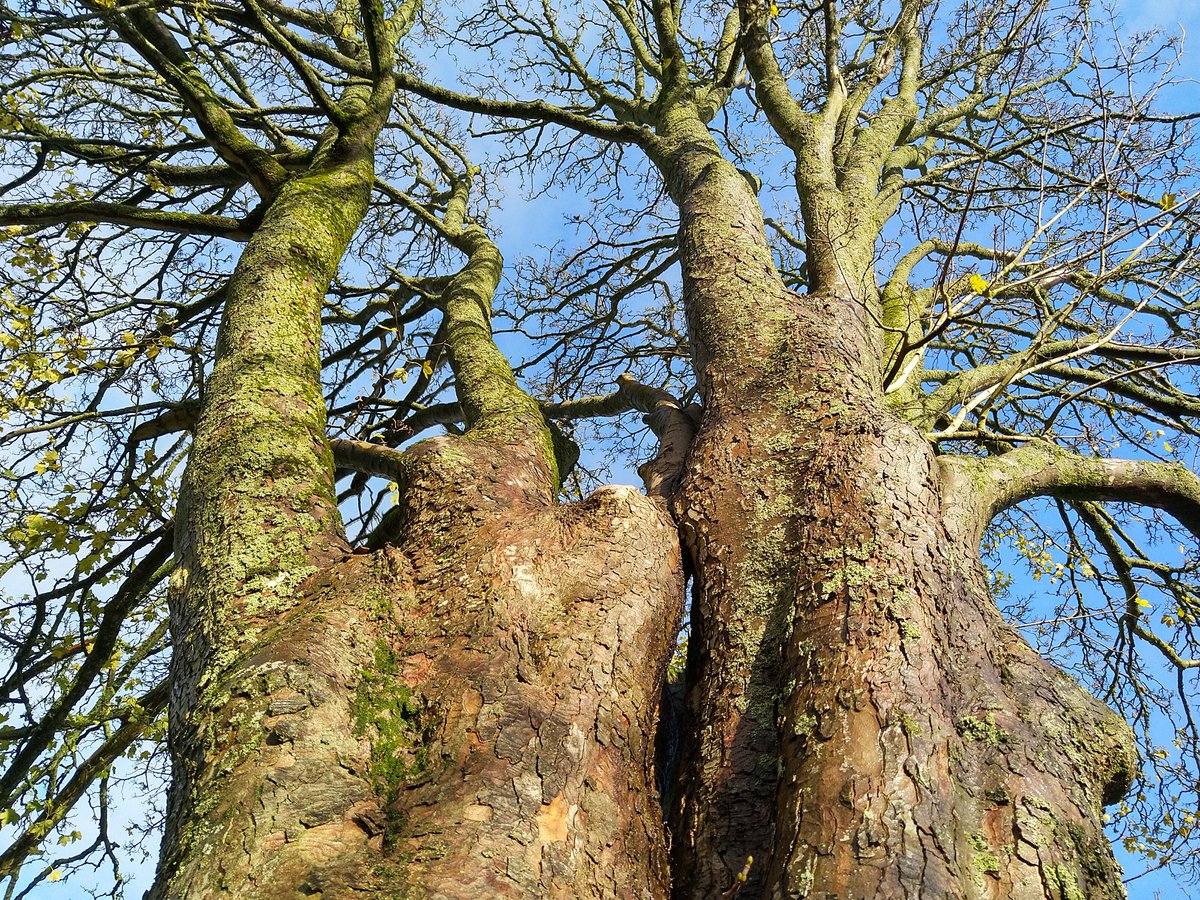 dorsetandbeyond's tweet image. Tree 0513. When does a tree get given a name rather than just a number..? This magnificent Sycamore stands by the beacon in #Dorchester&apos;s Salisbury Field. I wonder if it&apos;s known locally as the &apos;Beacon Sycamore&apos; or the &apos;Salisbury  Field Sycamore&apos;..? #TreeCharter #NationalTreeWeek