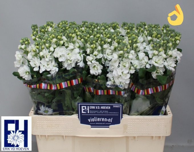 Morgen weer de 1e Violieren van Kwekerij Erik van der Hoeven op #Royalfloraholland Naaldwijk.
#Matthiola violieren.nl