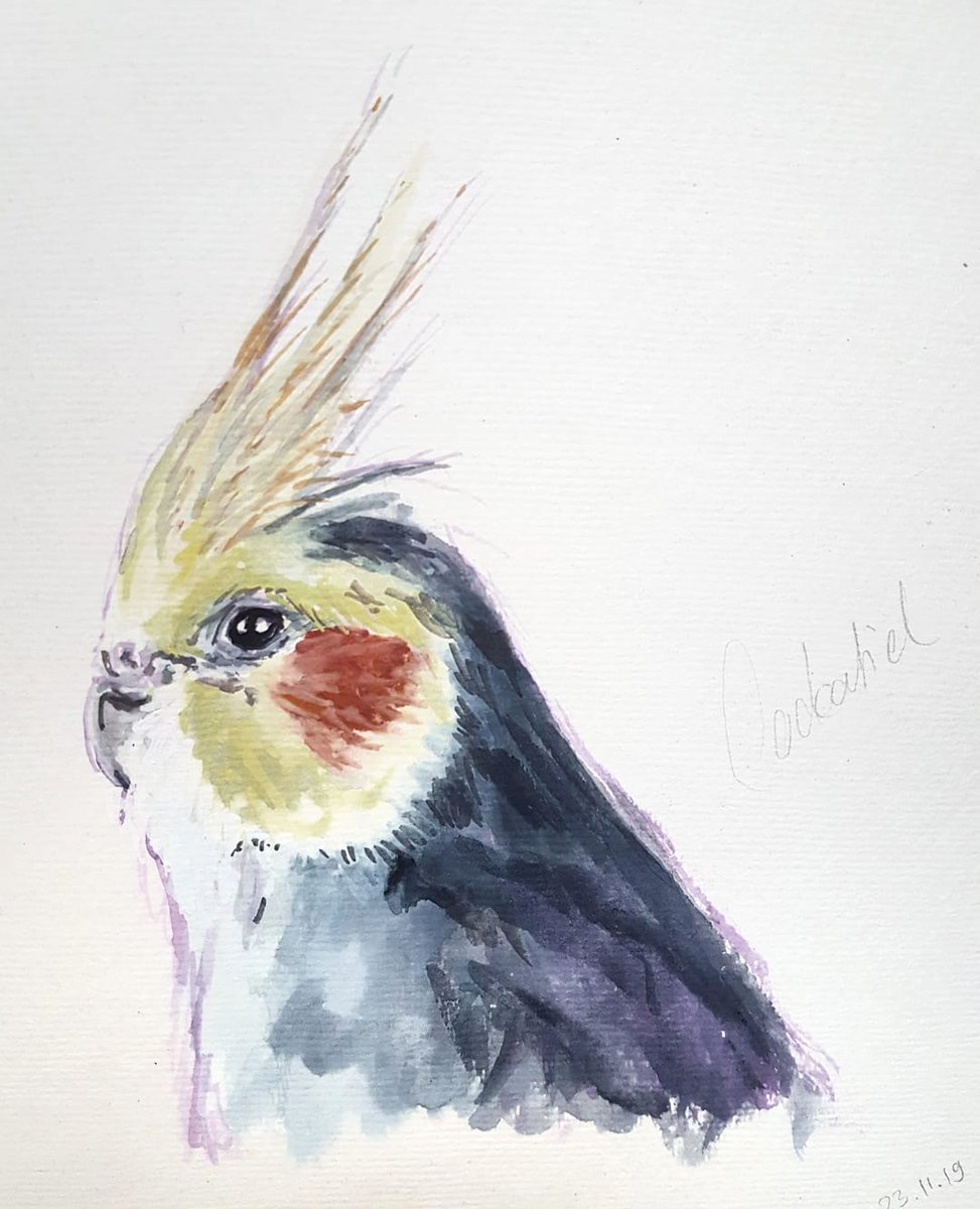 Another bird from last Saturday. To me, parrots  are the cutest and most clever birds. 🐦❤
I tried a technique from @Jared_Cullum's YouTube: making a complementary colored sketch before painting. :)

#birdpainting #colorfulbird #contemporarywatercolor #birdsketch #cockatiel