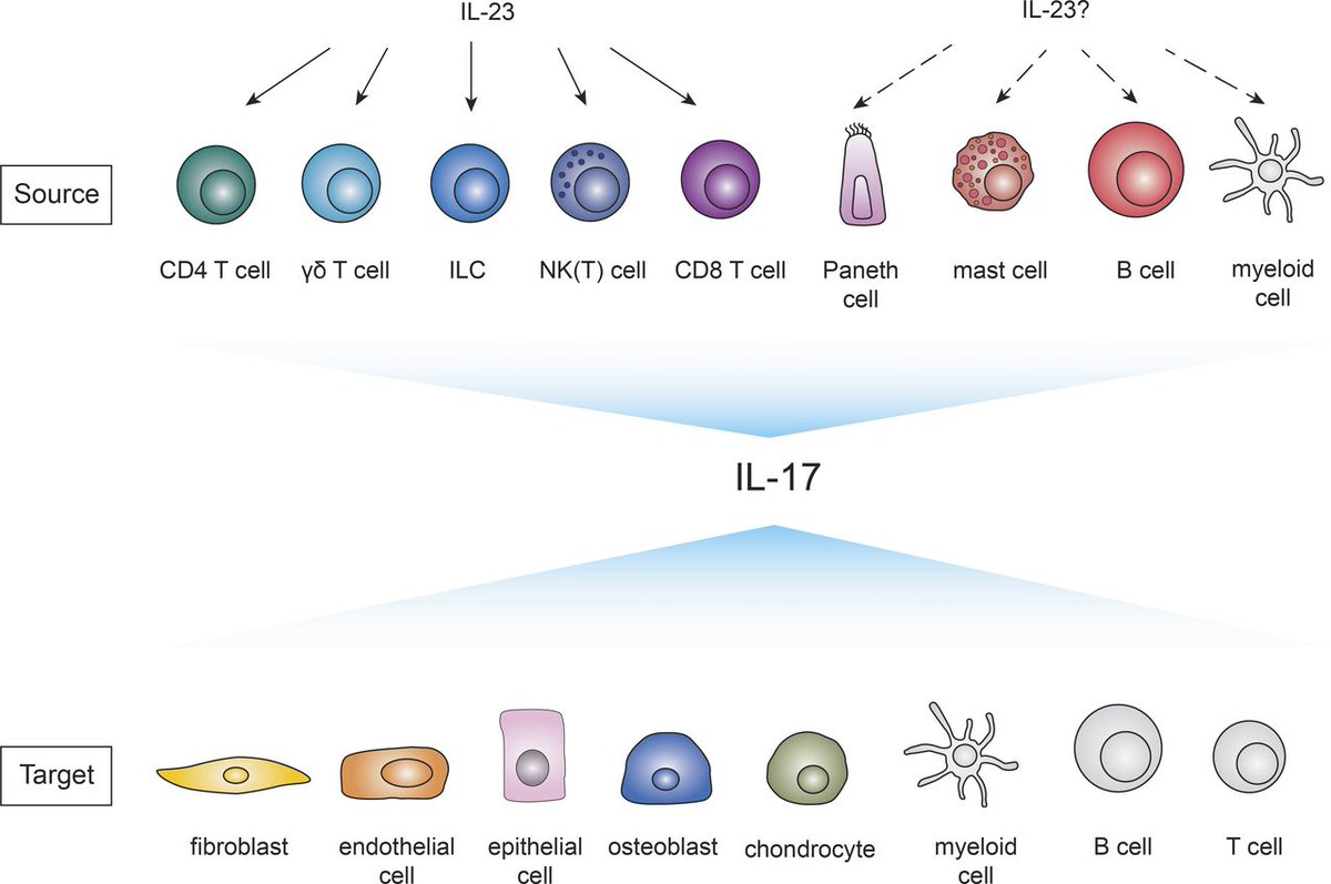 Jexpmed Although Many Inflammatory Diseases Share The Feature Of Elevated Il 17 Production Therapeutic Targeting Of Il 17 Has Vastly Different Clinical Outcomes This Review Summarizes Recent Progress In Understanding The Il 23 Il 17