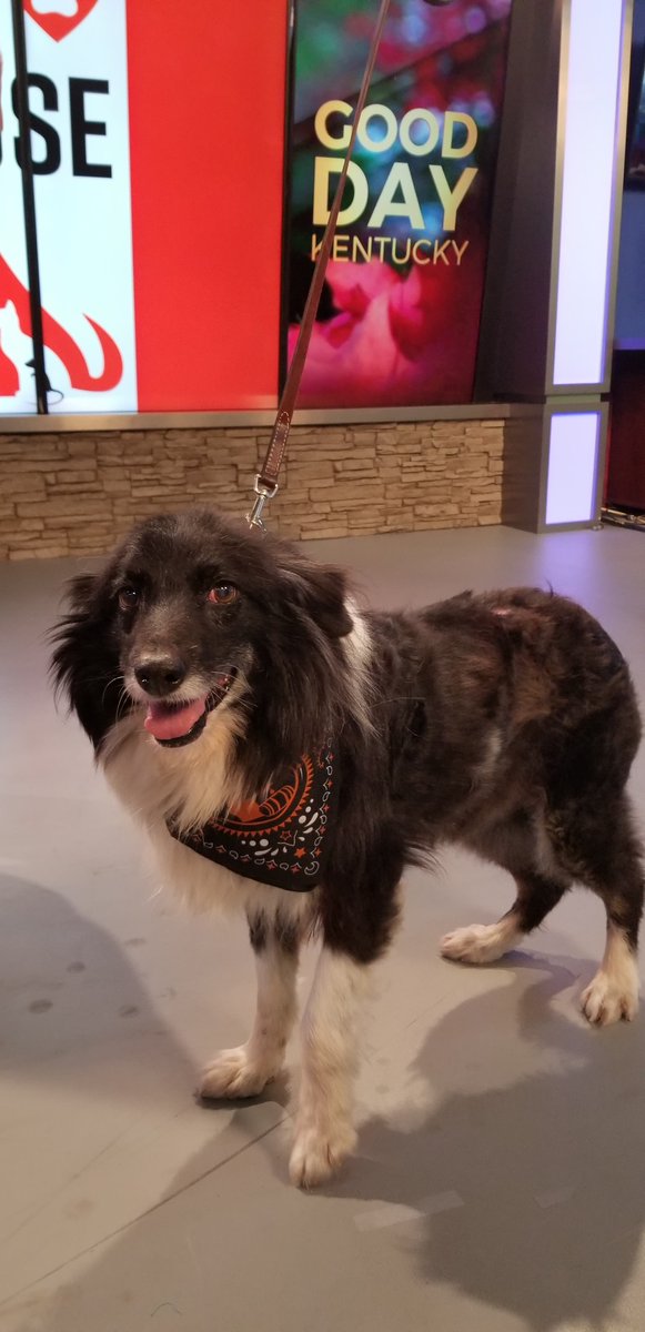 ericabivens's tweet photo. So happy to give you a happy update on Cinder. You may remember @Paws4tC took in this sweet dog who had severe burns all over her body. That was in August. Today, we're happy to tell you she's ready to be adopted into a loving furever family! https://t.co/AtPgtYvqBm https://t.co/S1Q2A9DJTE