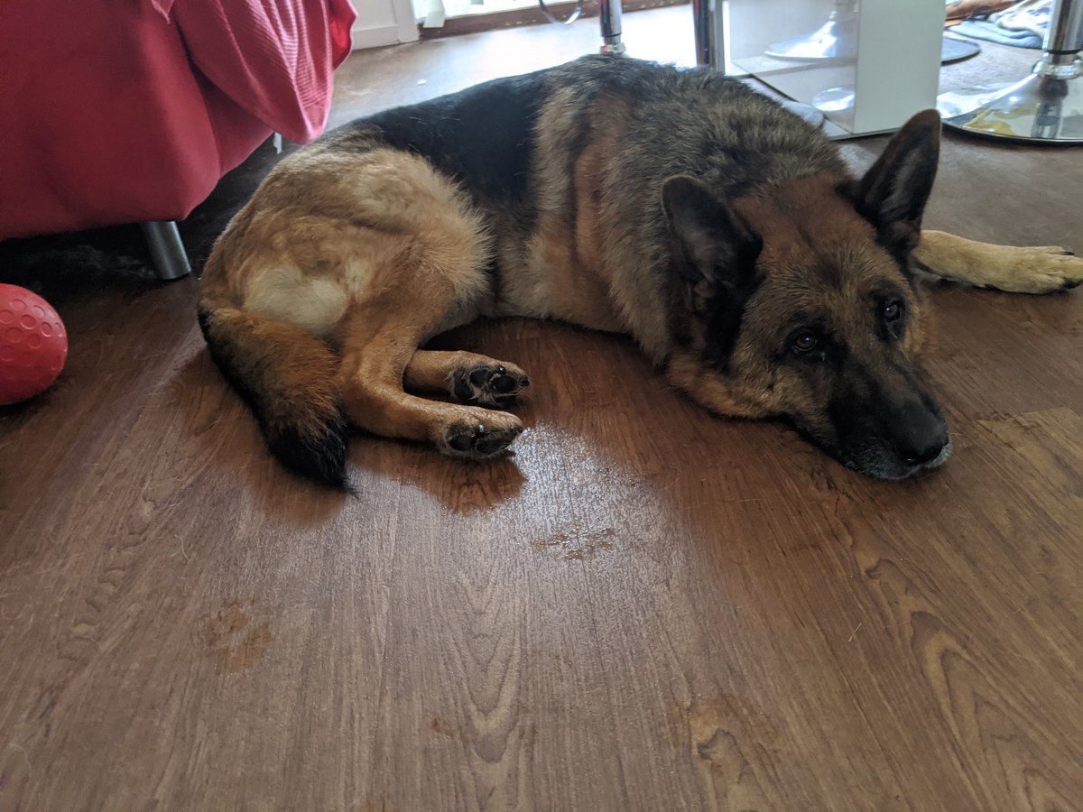 DT_Newbury's tweet photo. Leela's #mondaymood
She enjoyed a short stroll around the fields and some play time but all she wanted to do was snooze π₯°
We've all gotta have those #lazydays π
#germanshephard #dogstrustdog #dogstrust #fosterdoglife #AdoptDontShop #fosteringdogs #MondayFeeling https://t.co/wKu2IM878q