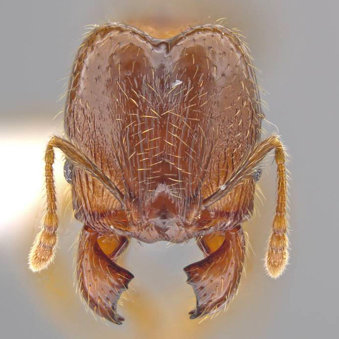 LonginoJack's tweet image. Our next species lives in the cloud forest of Nicaragua and Honduras, and is named for those clouds: 𝘗𝘩𝘦𝘪𝘥𝘰𝘭𝘦 𝘯𝘦𝘱𝘩𝘦𝘭𝘦. #LonginoLab #AntsRule #Pheidole @UofUBiology